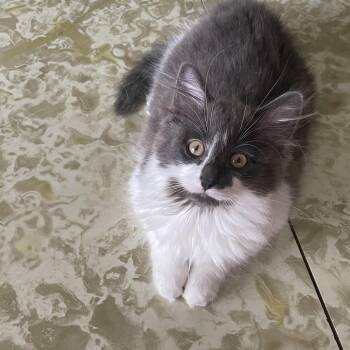 Domestic Long Hair Cats Available for Adoption in Crystal Lake, Illinois - Boba | PetCurious