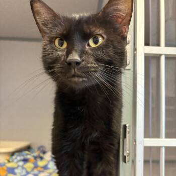 Sushi -  Domestic Short Hair Cat for Adoption in Cedar Rapids, Iowa - Sushi | PetCurious