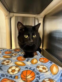 Blade -  Abyssinian Cat for Adoption in Havre, Montana - Blade | PetCurious