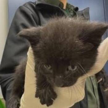 Domestic Short Hair Cats Available for Adoption in Williston, Florida - Azolla | PetCurious