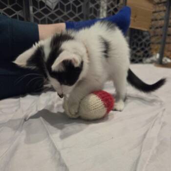 Domestic Short Hair Cats Available for Adoption in Normal, Illinois - Nymph | PetCurious