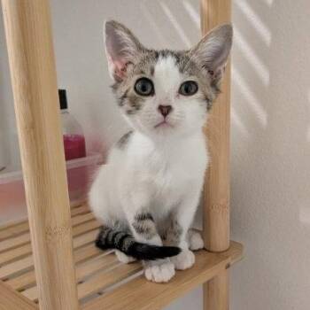 Snow White -  Tabby Cat Available for Adoption in San Juan Capistrano, California - Snow White | PetCurious