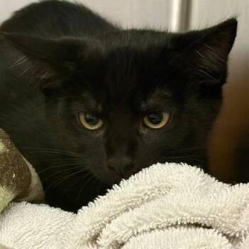 Peppercorn -  Domestic Short Hair Cat Available for Adoption in Sacramento, California - Peppercorn | PetCurious