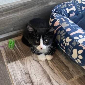 Blot -  Domestic Short Hair Cat for Adoption in West Des Moines, Iowa - Blot | PetCurious