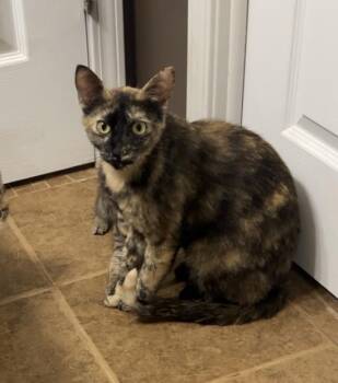 Kiki -  Domestic Short Hair Cat for Adoption in Overland Park, Kansas - Kiki | PetCurious