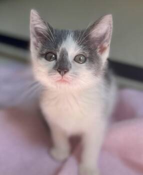 Nate the Great -  Domestic Short Hair Cat for Adoption in Monson, Massachusetts - Nate The Great | PetCurious