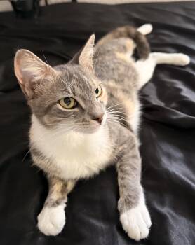 Bailey -  Domestic Short Hair Cat for Adoption in Hopkinton, Massachusetts - Bailey | PetCurious