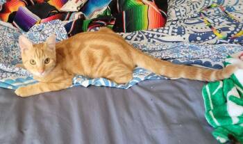 Sully 4 -  Domestic Short Hair Cat for Adoption in Tucson, Arizona - Sully 4 | PetCurious