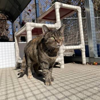 Amber -  Domestic Short Hair Cat for Adoption in Belleville, Illinois - Amber | PetCurious