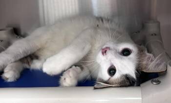 Xyden -  Domestic Short Hair Cat for Adoption in Madison, Georgia - Xyden | PetCurious