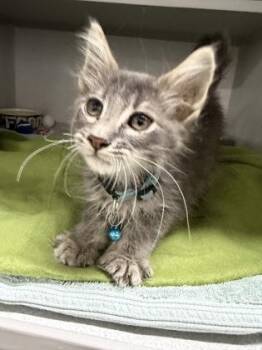 Scurvy -  Domestic Short Hair Cat for Adoption in Sacramento, California - Scurvy | PetCurious