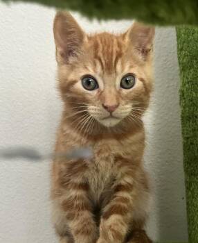 Buldak -  Domestic Short Hair Cat for Adoption in Vancouver, Washington - Buldak | PetCurious