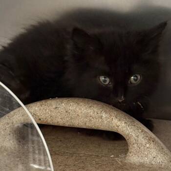 Cobweb -  Domestic Medium Hair Cat for Adoption in Reno, Nevada - Cobweb | PetCurious