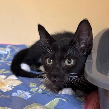 Elsa -  Domestic Short Hair Cat for Adoption in East Hanover, New Jersey - Elsa | PetCurious