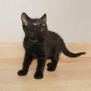 Mariposa C69208 -  Domestic Short Hair Cat for Adoption in Minnetonka, Minnesota - Mariposa C69208 | PetCurious