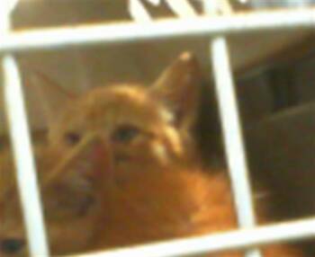 Domestic Short Hair Cats Available for Adoption in Charlotte, North Carolina - A1263311 | PetCurious