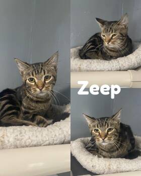 Rescue Domestic Short Hair Cats for Adoption in Saint James, Missouri - Zeep | PetCurious