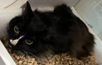 Domestic Medium Hair Cats Available for Adoption in Stratham, New Hampshire - Alpine | PetCurious
