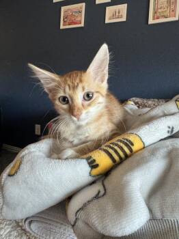 Tote -  Domestic Short Hair and Tabby Cat for Adoption in Dallas, Texas - Tote | PetCurious