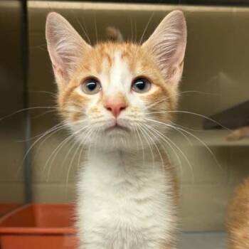 Spice -  Domestic Short Hair Cat for Adoption in Concord, North Carolina - Spice | PetCurious