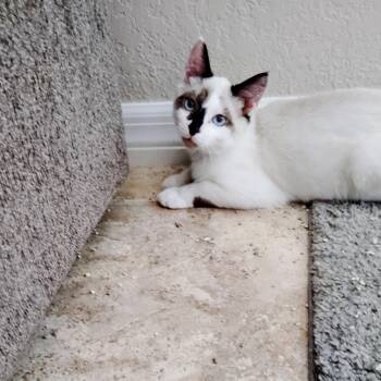 Siamese Cats Available for Adoption - Santy | PetCurious