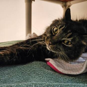 Domestic Medium Hair Cats Available for Adoption in Harrisonburg, Virginia - Dixon | PetCurious