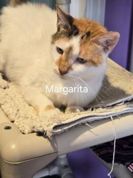 Margarita -  Domestic Short Hair Cat for Adoption in Cambridge, Maryland - Margarita | PetCurious