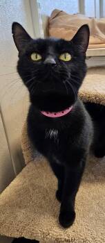 Domestic Short Hair Cats Available for Adoption - Purrnelope | PetCurious