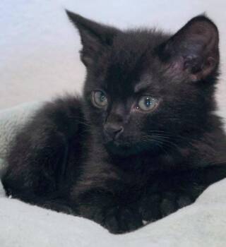 Panther -  Domestic Short Hair Cat for Adoption in Anaheim, California - Panther | PetCurious