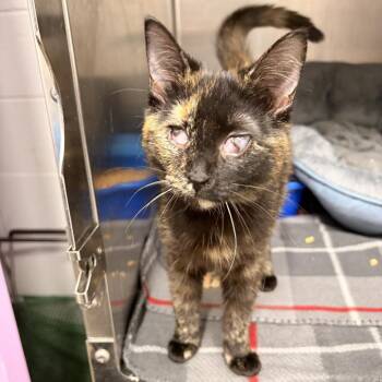 Gelato -  Domestic Short Hair Cat for Adoption in Franklin, North Carolina - Gelato | PetCurious