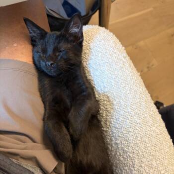 Squintz -  Domestic Short Hair Cat for Adoption in Sarasota, Florida - Squintz | PetCurious