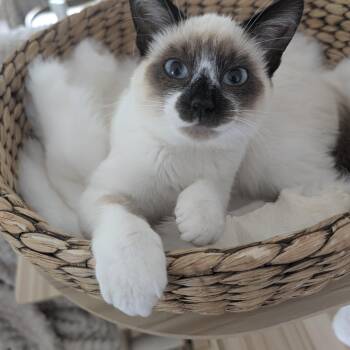 Jon Snow -  Snowshoe and Domestic Short Hair Cat for Adoption in Bothell, Washington - Jon Snow | PetCurious