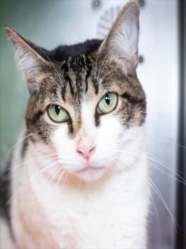 BRONTE -  Domestic Short Hair Cat for Adoption in Boston, Massachusetts - BRONTE | PetCurious