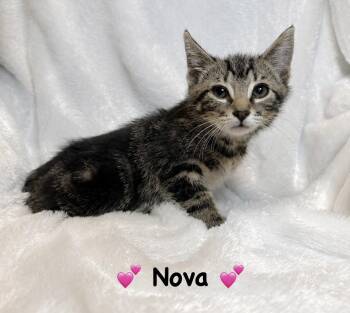Nova -  Tabby Cat for Adoption in Copley, Ohio - Nova | PetCurious