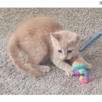 Yam Thayer, adopt with Pepper -  Domestic Short Hair Cat for Adoption in Hudson, Massachusetts - Yam Thayer, Adopt With Pepper | PetCurious