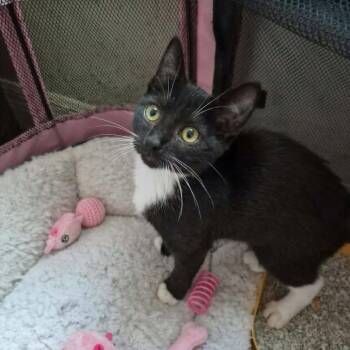 Rookie -  Domestic Short Hair Cat for Adoption in Lutz, Florida - Rookie | PetCurious