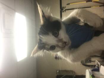 Domestic Short Hair Cats Available for Adoption in Conroe, Texas - A428579 | PetCurious