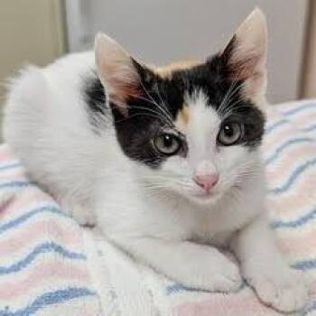 River -  Calico Cat for Adoption in Green Valley, Arizona - River | PetCurious