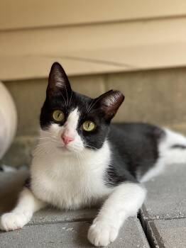 Dexter -  American Shorthair and Domestic Short Hair Cat for Adoption in Milton, Florida - Dexter | PetCurious