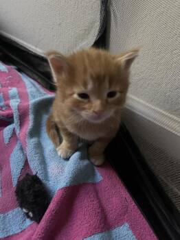 Norman Bates -  Tabby and Domestic Short Hair Cat for Adoption in Chandler, Arizona - Norman Bates | PetCurious