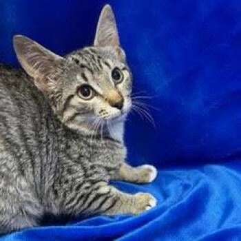 Liberty -  Tabby Cat for Adoption in Green Valley, Arizona - Liberty | PetCurious