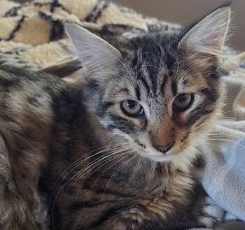 Rescue Tabby and Domestic Medium Hair Cats for Adoption in North Highlands, California - HarryE | PetCurious