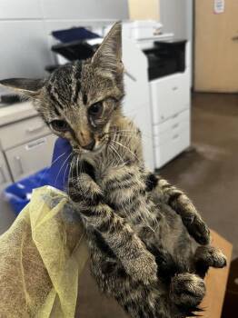 ARES -  Domestic Medium Hair Cat for Adoption in Dallas, Texas - ARES | PetCurious
