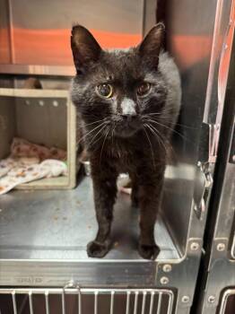 Domestic Short Hair Cats Available for Adoption in Louisville, Kentucky - DRAGON | PetCurious