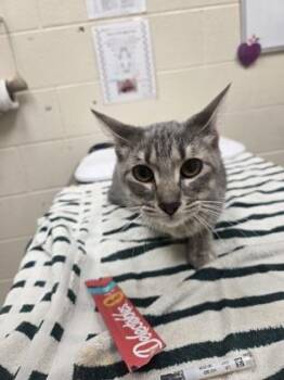 Silver -  Domestic Short Hair Cat for Adoption in Westland, Michigan - Silver | PetCurious