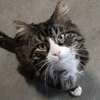 Maine Coon and Domestic Long Hair Cats Available for Adoption - Kenyon | PetCurious