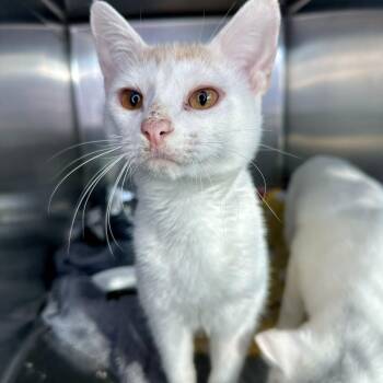 Hot Cocoa -  Domestic Short Hair Cat for Adoption in Matteson, Illinois - Hot Cocoa | PetCurious