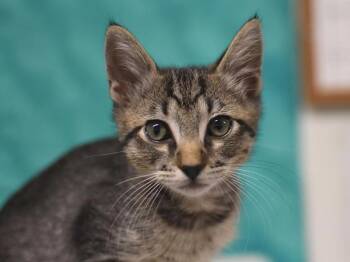 Emilio -  Domestic Short Hair Cat for Adoption in Portland, Oregon - Emilio | PetCurious