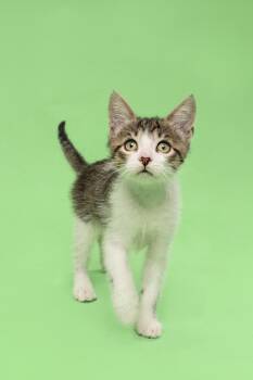 Squirrel -  Domestic Short Hair Cat for Adoption in Fort Worth, Texas - Squirrel | PetCurious
