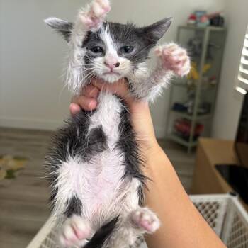 Jake -  Domestic Medium Hair Cat for Adoption in Long Beach, California - Jake | PetCurious